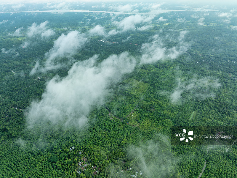 孟加拉国森林中树木的高角度视图图片素材