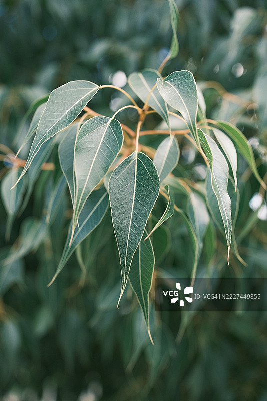 PR9 NISA - 康哈尔金矿小径 - 阿尔内罗永不疲倦的小径，圣安娜，波尔塔莱格雷，葡萄牙图片素材