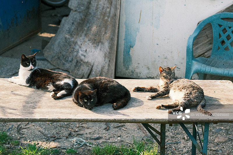 PR9 NISA - 康哈尔金矿小径 - 阿尔内罗永不疲倦的小径，圣安娜，波尔塔莱格雷，葡萄牙图片素材