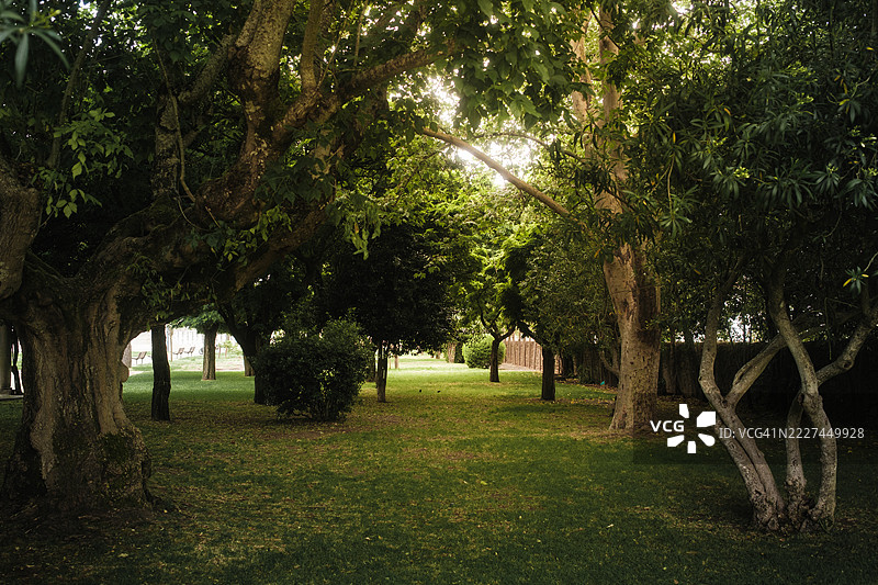 葡萄牙卡斯特洛布兰科公园里的树木图片素材