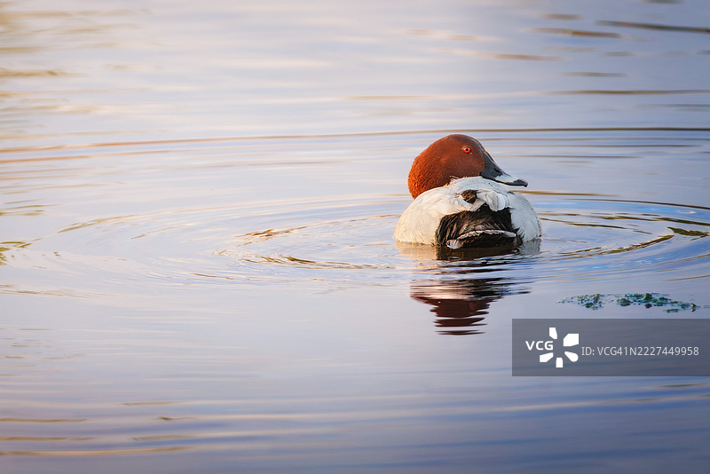 斯洛文尼亚科佩尔湖中的螃蟹特写镜头图片素材