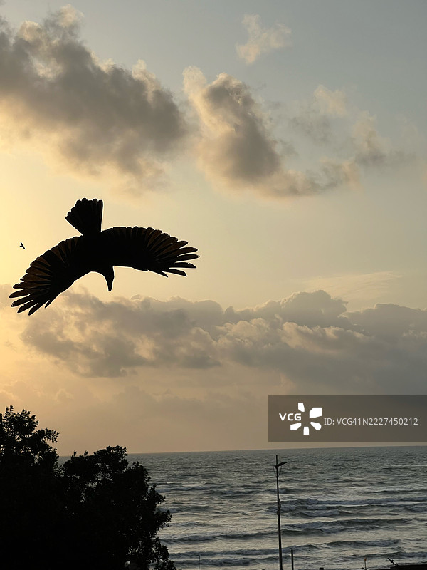 猛禽在海面上空飞翔的剪影，阿登，阿丹，也门图片素材