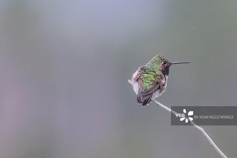 热带蜂鸟特写栖息在树枝上，科罗拉多州埃斯特斯公园，美国图片素材