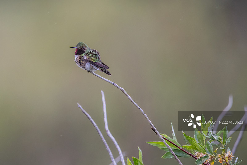 停在植物上的蜂鸟特写，科罗拉多州埃斯特斯公园，美国图片素材