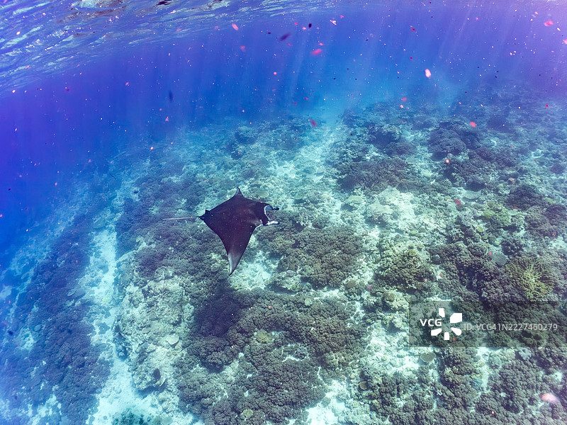 一只巨大的阿尔弗雷德魔鬼鱼，Mobula alfredi（属于黄貂鱼科），长度超过4米。图片素材