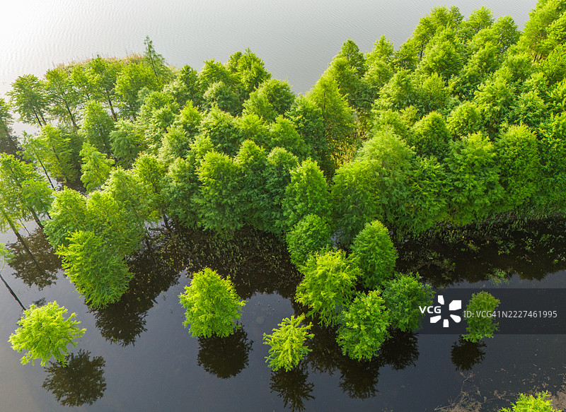 夏日清晨湖中的绿杉，绿色自然景观图片素材