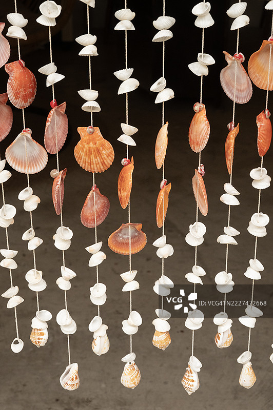 墙壁上覆盖着贝壳，背景中有一株植物。图片素材