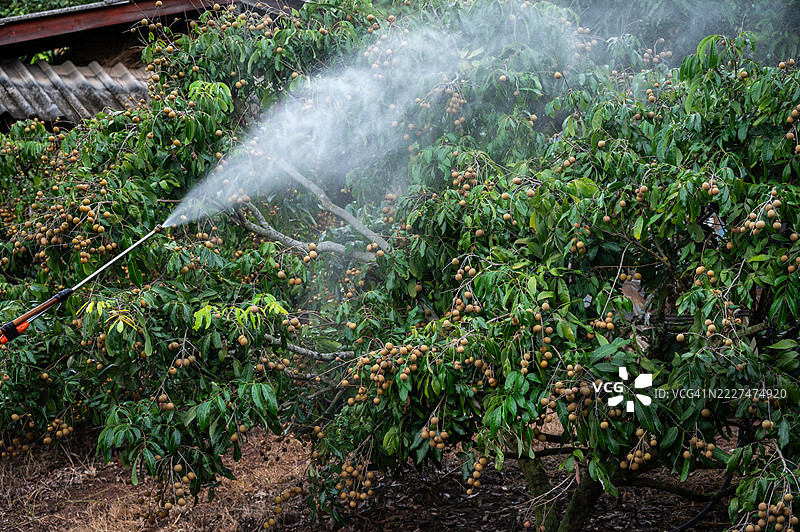 在给龙眼树喷洒液体肥料时的喷雾器。这些肥料能够通过几种不同的施用方式为植物提供生存所需的养分。图片素材