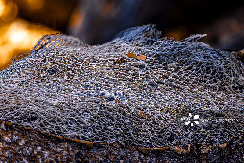 索诺兰沙漠中的仙人掌骨架细节图片素材