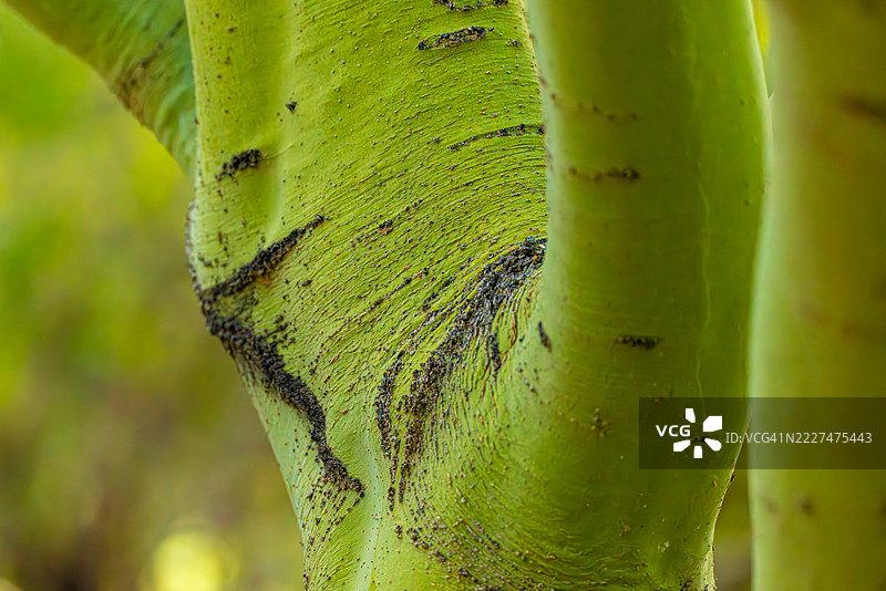 近距离观察的帕洛维德树的纹理树干图片素材