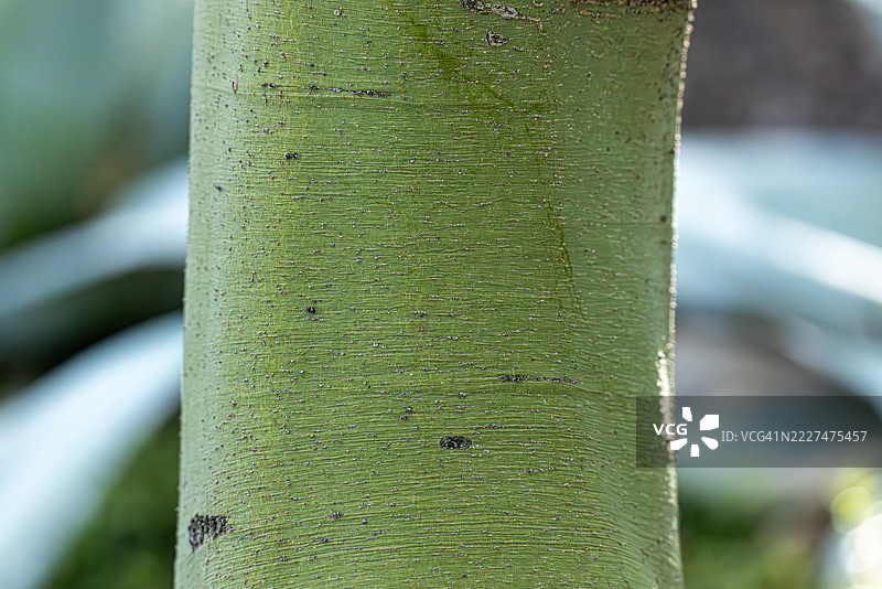 亚利桑那沙漠中的光滑绿皮帕洛维尔德树图片素材