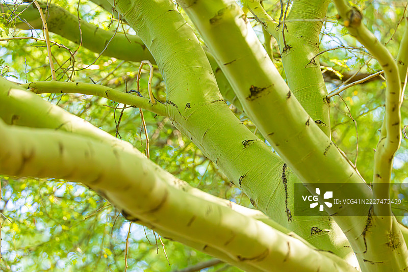 亚利桑那州阳光下的帕洛维尔德树绿色树干图片素材