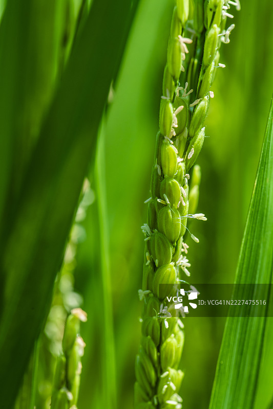 每穗稻谷大约有100朵花（特写）图片素材