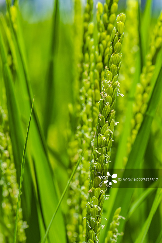 每穗稻谷大约有100朵花（特写）图片素材