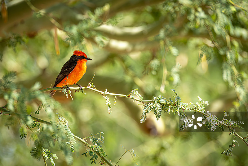 朱红色捕虫鸟栖息在沙漠树枝上图片素材