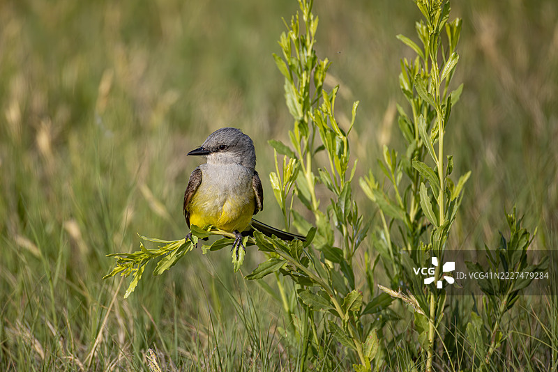西方国王鸟栖息在亚利桑那州草原的绿色植物上图片素材