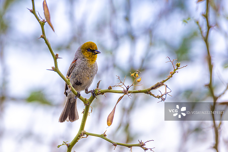 在亚利桑那州索诺兰沙漠的树枝上栖息的维尔丁鸟图片素材