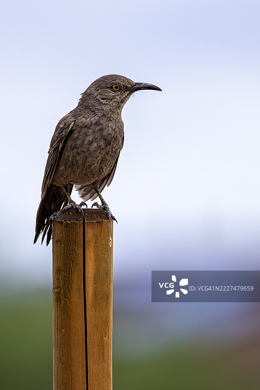 栖息在木桩上的弯嘴鸟或本德雷鸟，亚利桑那州图片素材