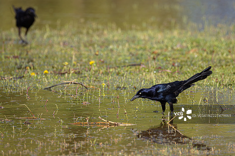 洪水灌溉田中的大尾黑鹂，亚利桑那州凤凰城图片素材