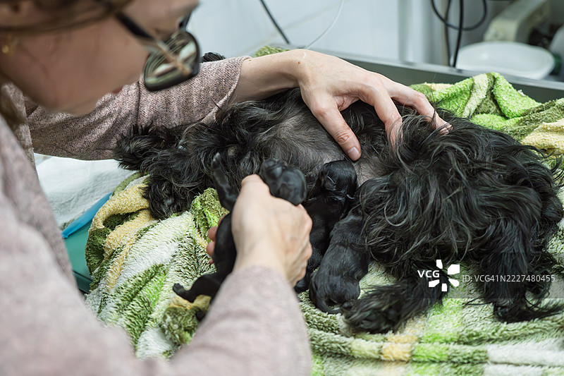 一只雌性比利时格里芬犬在兽医诊所分娩。图片素材