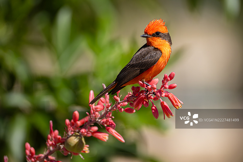 雄性朱红飞蝗鸟栖息在亚利桑那州的红色花朵上图片素材