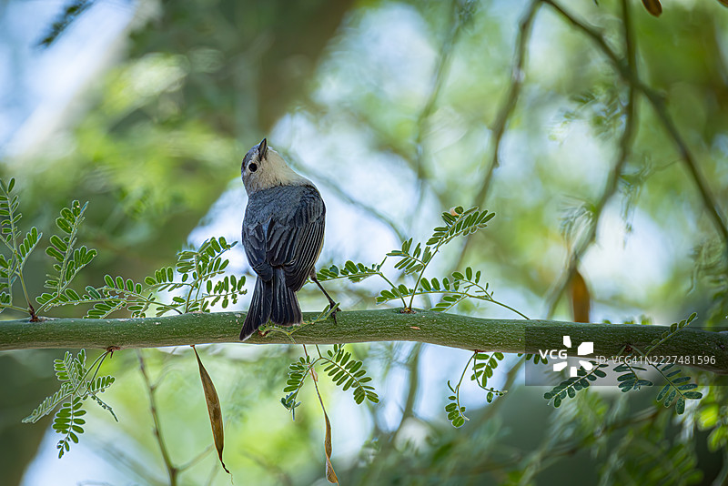 露西的战争雀栖息在亚利桑那州的豆科树枝上图片素材