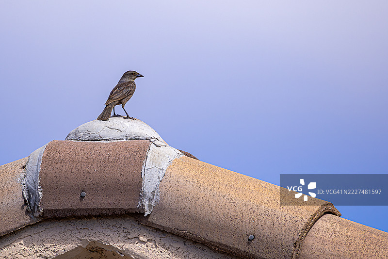 雌性青铜牛鸟栖息在屋顶上图片素材