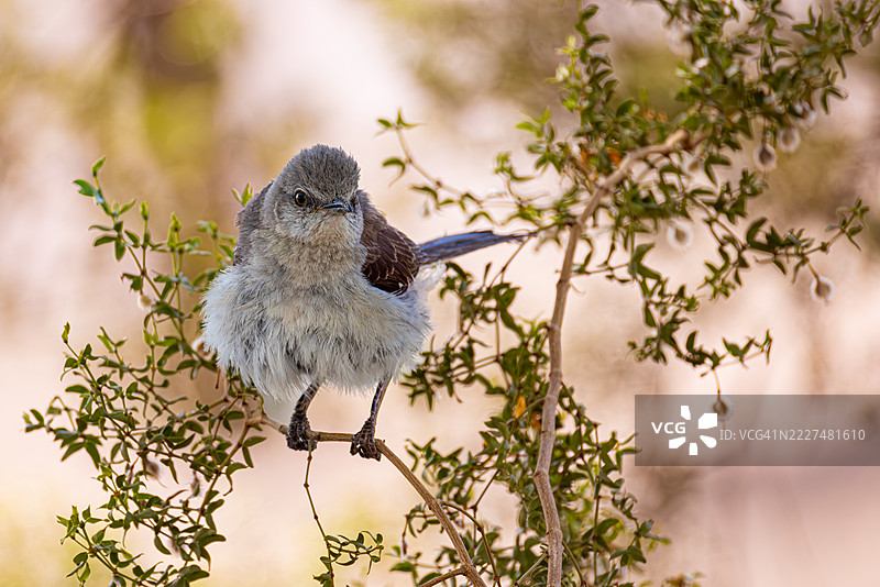 北方嘲鸫栖息在亚利桑那州的灌木上图片素材