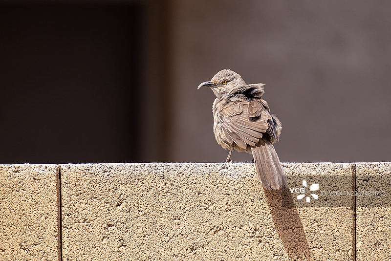 城市墙上的弯嘴叽喳鸟图片素材