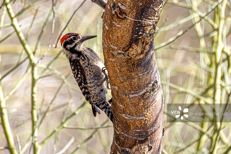 亚利桑那州的帕洛维德树上的背梯木啄木鸟图片素材