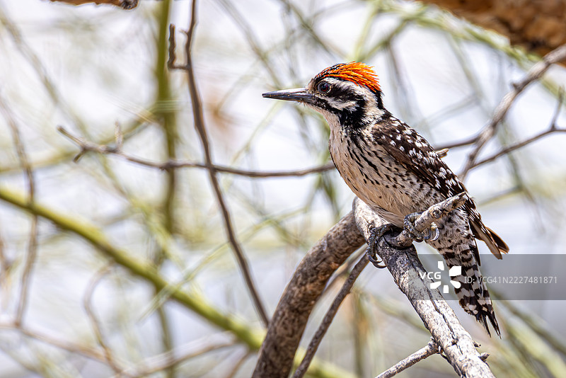 雄性背斑啄木鸟栖息在沙漠栖息地图片素材