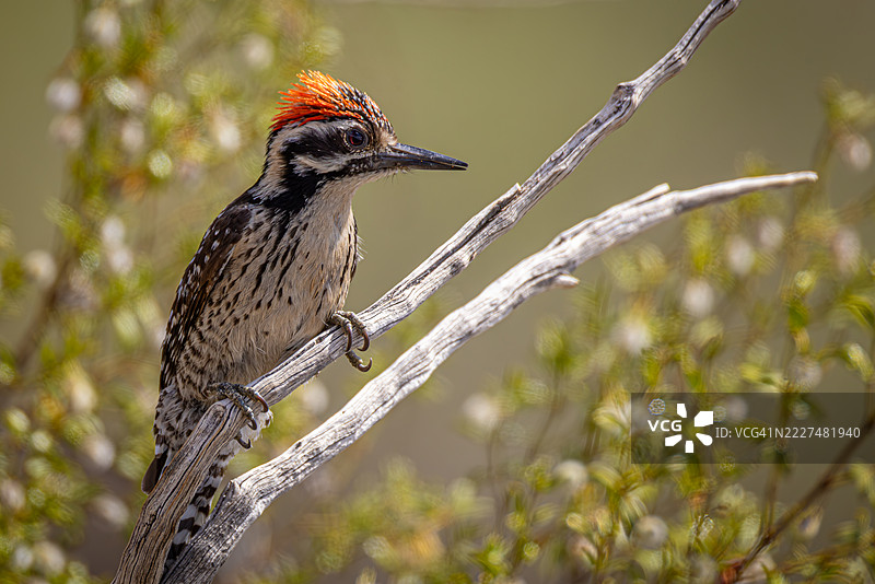 沙漠树枝上的背带啄木鸟图片素材