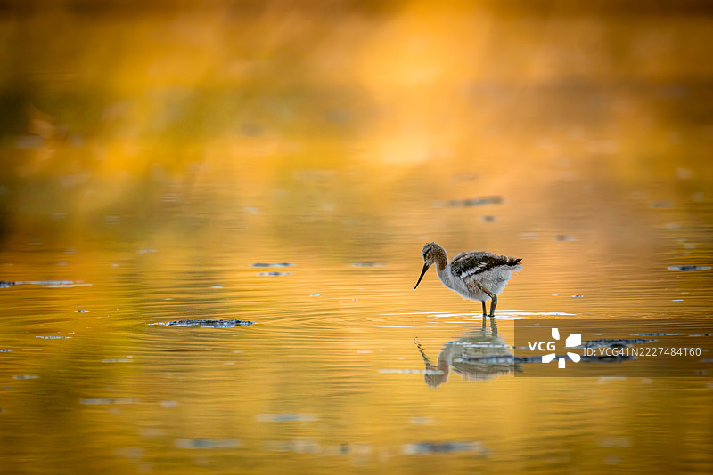 幼年美洲黑翅鹬在金色光线中觅食图片素材