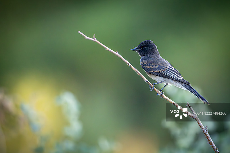 优雅地栖息在树枝上的黑色菲比鸟图片素材