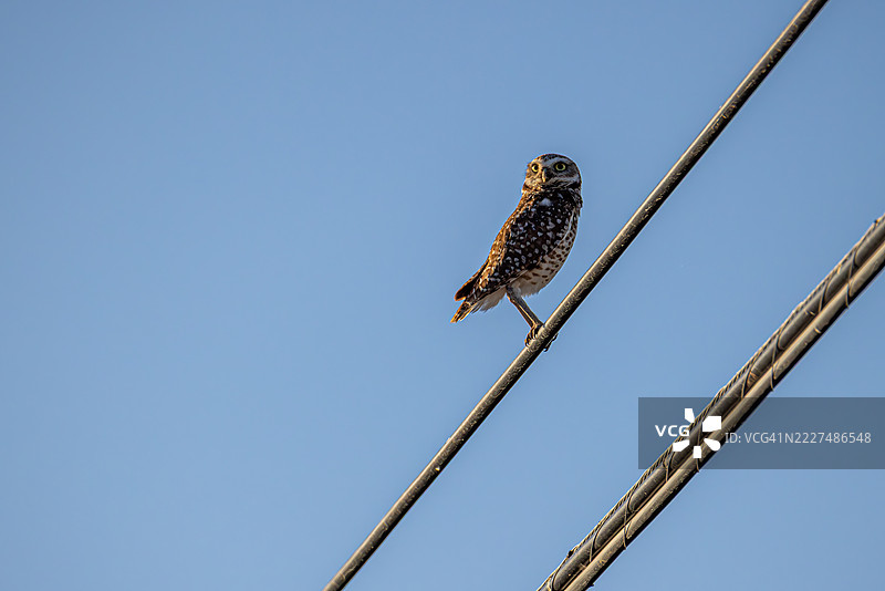 亚利桑那城市栖息地中的洞鹰栖息在电线上图片素材