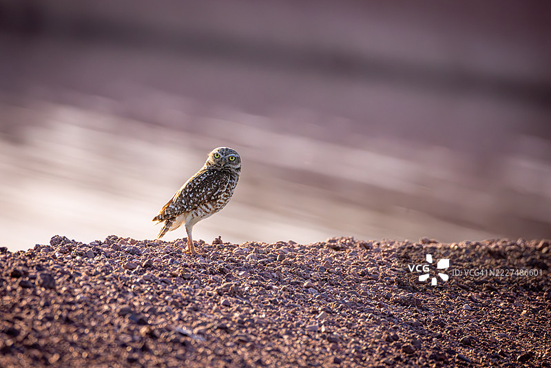 黄昏时分，警觉的洞鹰站在沙漠砾石上图片素材