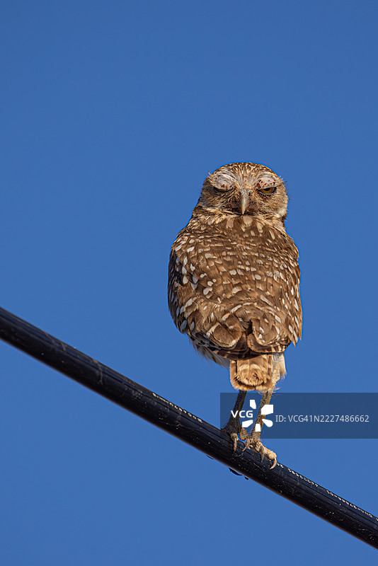 埋头鸮在蓝天背景下栖息在电线上图片素材