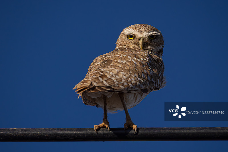 亚利桑那州蓝天背景下的洞鹰从电线上凝视图片素材