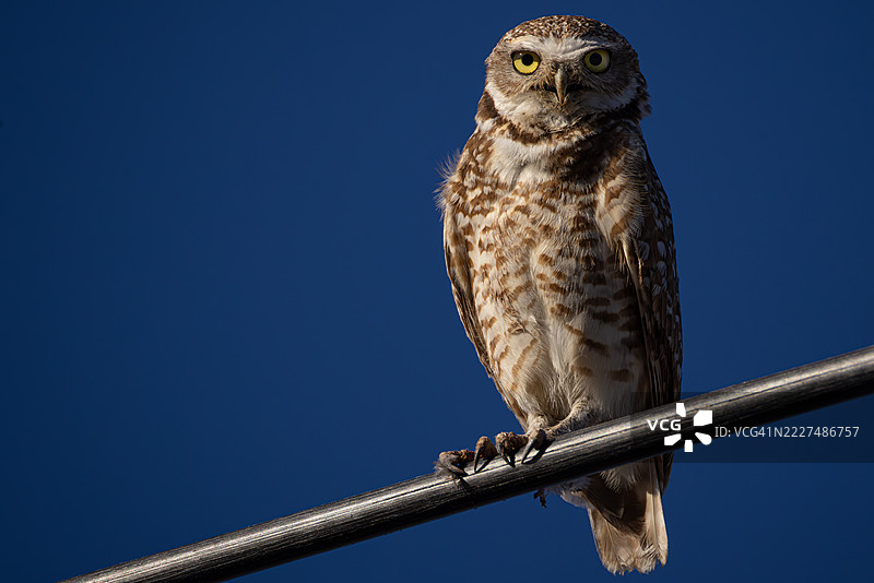 在亚利桑那州深蓝色沙漠天空下栖息的洞鹰图片素材