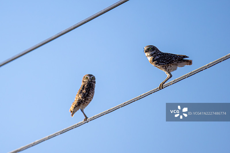 一对栖息在电线上的洞鹰图片素材