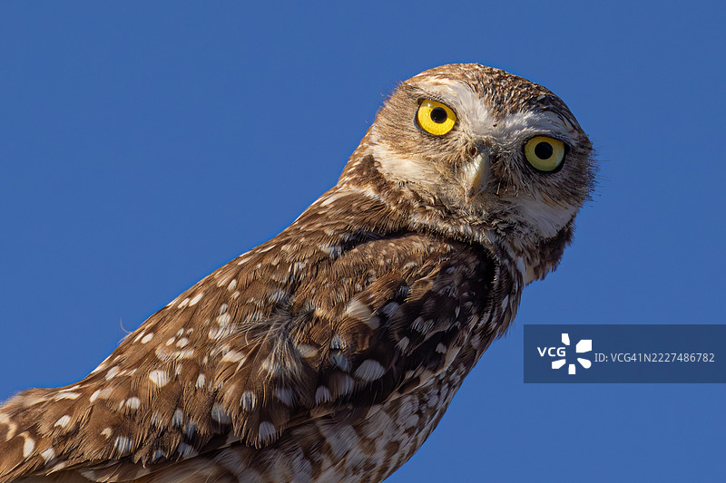 蓝天背景下的穴居猫头鹰特写肖像图片素材
