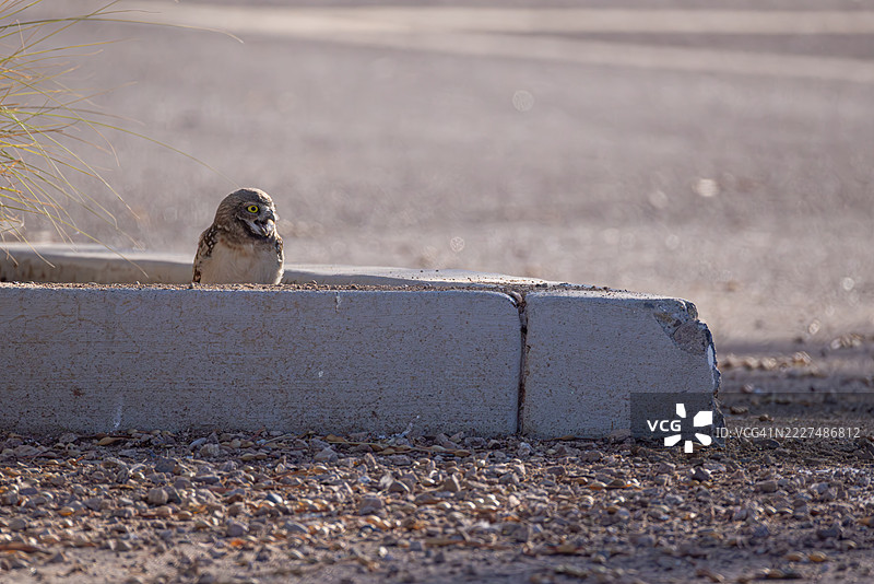 埋伏在混凝土路缘后面的洞鹰图片素材