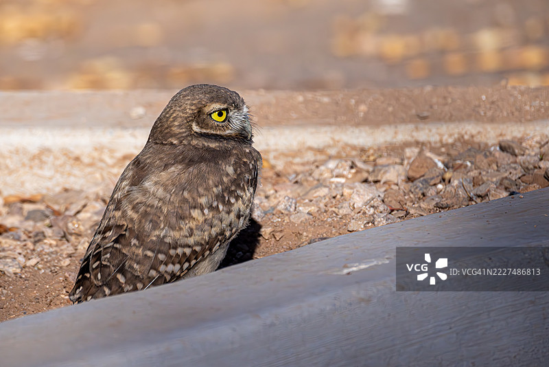穴居猫头鹰在人工结构旁休息图片素材