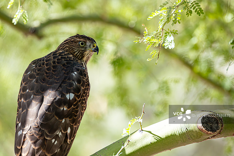 在索诺兰沙漠的帕洛维德树枝上的库珀鹰图片素材