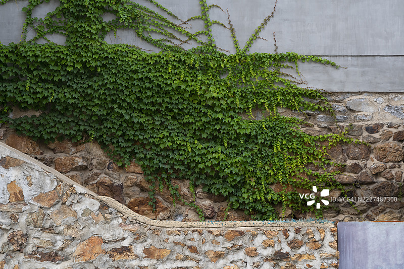 被植物覆盖的石墙图片素材