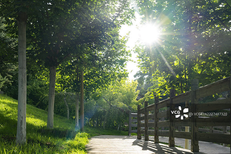森林小径图片素材