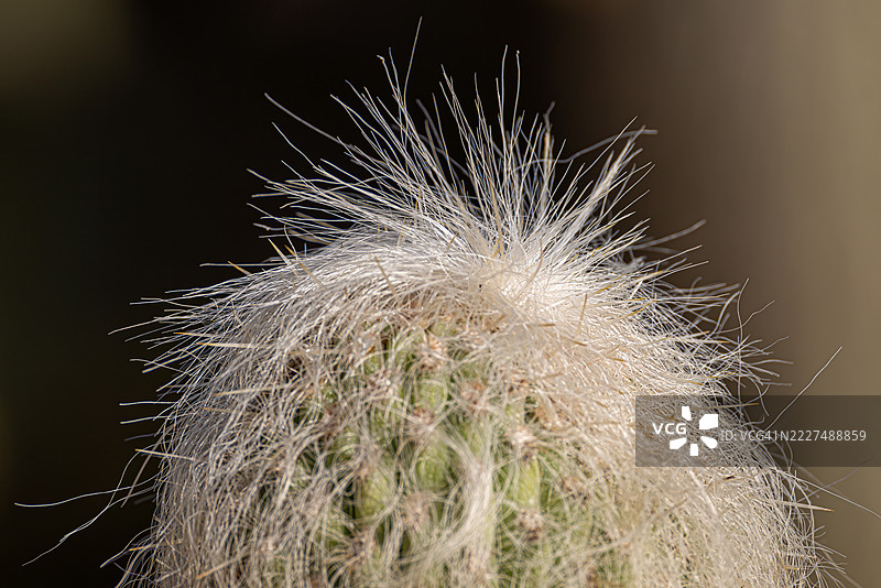 埃斯波斯塔纳娜，秘鲁老头仙人掌特写图片素材