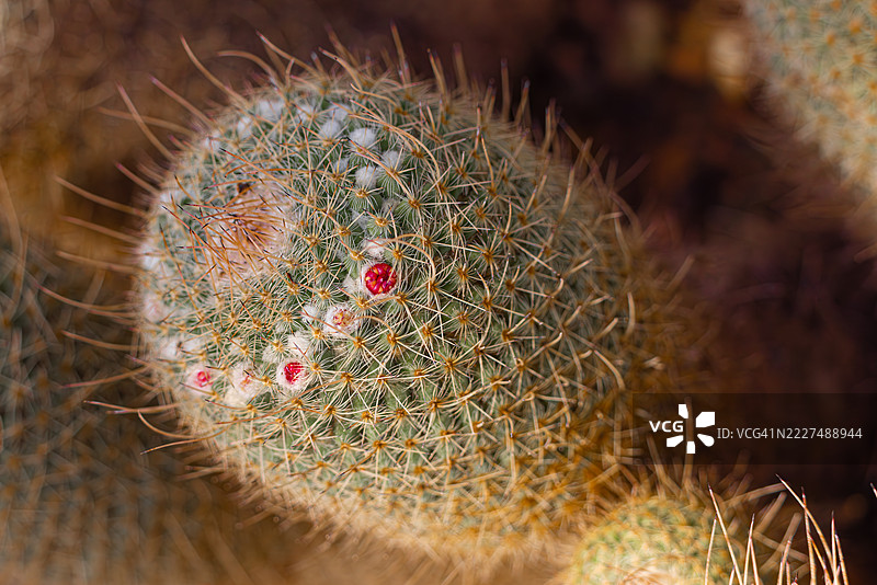 双刺乳突仙人掌，带有装饰性刺和红色果实图片素材