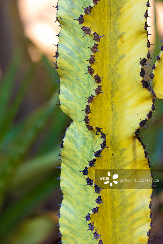 鲜艳黄色叶子上的仙人掌刺线图片素材