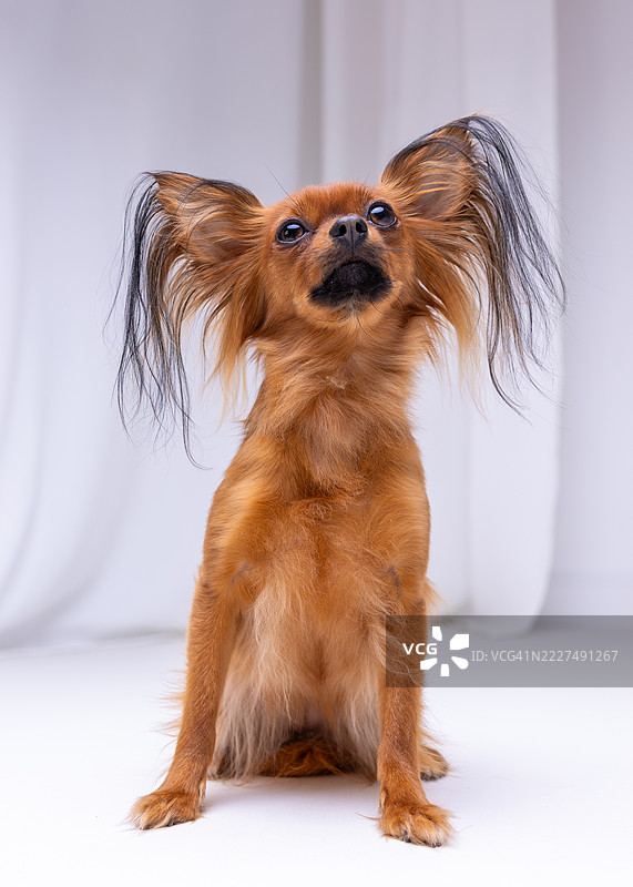 可爱的棕色俄罗斯玩具犬长毛狗坐着的肖像。工作室拍摄，背景为白色。图片素材